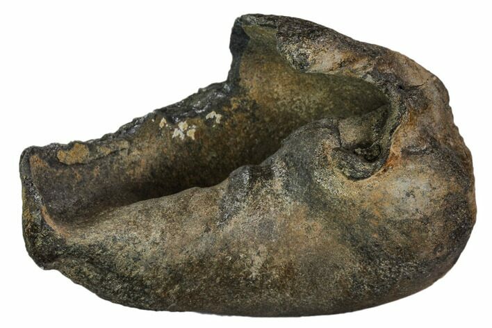 Fossil Whale Ear Bone - Miocene #109251